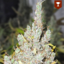 2046 3 semillas Medical Seeds