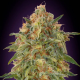 Zkittlez 1 semilla Advanced Seeds ADVANCED SEEDS ADVANCED SEEDS