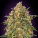 Zkittlez 1 semilla Advanced Seeds