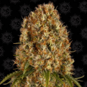 Orange Sherbert 1 semilla Barney´s Farm Seeds