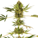 Himalayan CBD 1 semilla Sensi Seeds SENSI SEEDS SENSI SEEDS