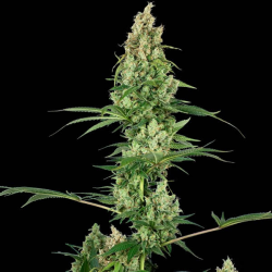 Silver Fire 1 semilla Sensi Seeds SENSI SEEDS SENSI SEEDS