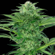 Skunk Dream CBD 1 semilla Sensi Seeds