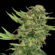 N13 Kush 1 semilla Sensi Seeds SENSI SEEDS SENSI SEEDS