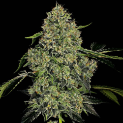 OG Kush Auto 1 semilla Sensi Seeds SENSI SEEDS SENSI SEEDS