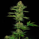 Satin Black Domina CBD 1 semilla Sensi Seeds