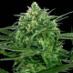 Sensi Amnesia 1 semilla Sensi Seeds SENSI SEEDS SENSI SEEDS