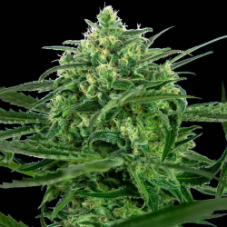 Sensi Amnesia 1 semilla Sensi Seeds SENSI SEEDS SENSI SEEDS