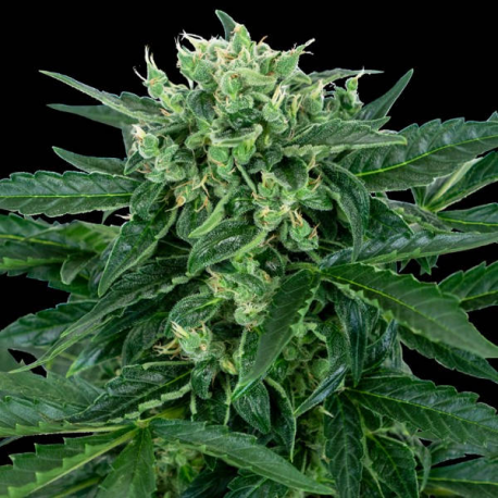 Sensi Amnesia Auto 1 semilla Sensi Seeds SENSI SEEDS SENSI SEEDS