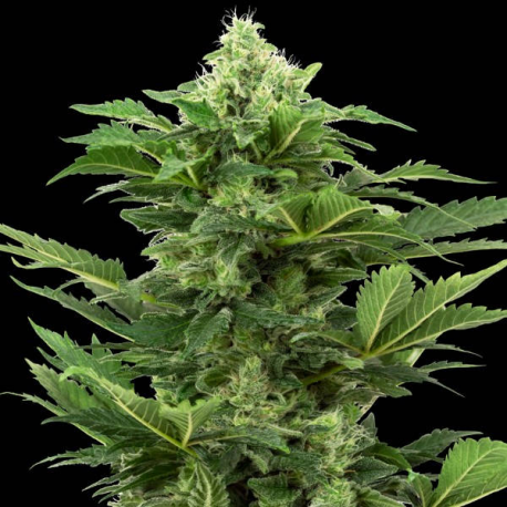 Afghan Pearl CBD auto 1 semilla Sensi Seeds SENSI SEEDS SENSI SEEDS