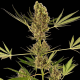 Alpine Delight CBD Auto 1 semilla Sensi Seeds SENSI SEEDS SENSI SEEDS