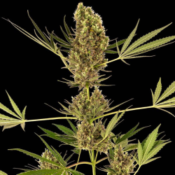 Alpine Delight CBD Auto 1 semilla Sensi Seeds SENSI SEEDS SENSI SEEDS