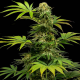 Black Harlequin CBD 1 semilla Sensi Seeds SENSI SEEDS SENSI SEEDS