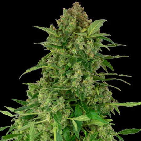 Black Lights CBD Auto 1 semilla Sensi Seeds SENSI SEEDS SENSI SEEDS