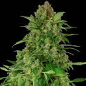 Black Lights CBD Auto 1 semilla Sensi Seeds