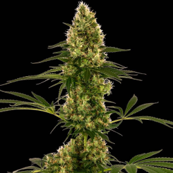 Blue Bullet Auto 1 semilla Sensi Seeds SENSI SEEDS SENSI SEEDS