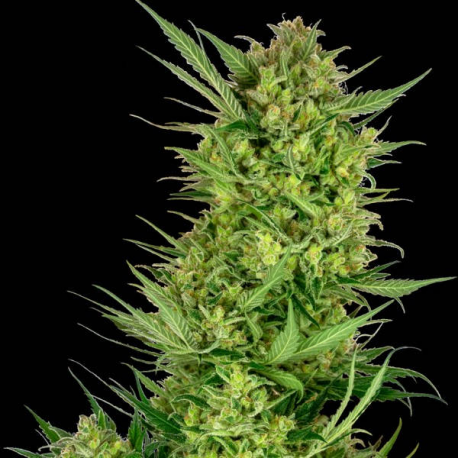 Buttercream Gelato 1 semilla Sensi Seeds SENSI SEEDS SENSI SEEDS