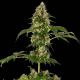 Cobalt Haze 1 semilla Sensi Seeds SENSI SEEDS SENSI SEEDS