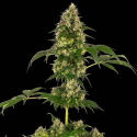 Cobalt Haze 1 semilla Sensi Seeds