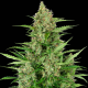 Double Kush Cake Auto 1 semilla Sensi Seeds SENSI SEEDS SENSI SEEDS