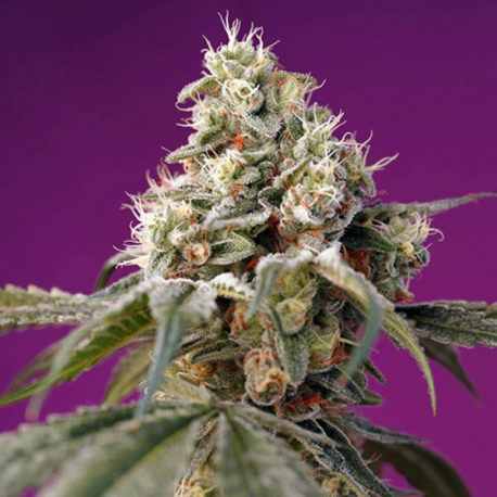 Bruce Banner Auto 3 semillas Sweet seeds SWEET SEEDS  SWEET SEEDS