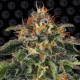 Moby Dick 1 semilla Barney´s Farm Seeds BARNEY´S FARM SEEDS  BARNEY´S FARM