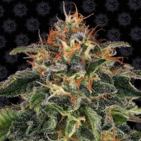 Moby Dick 1 semilla Barney´s Farm Seeds BARNEY´S FARM SEEDS  BARNEY´S FARM