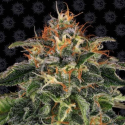 Moby Dick 1 semilla Barney´s Farm Seeds