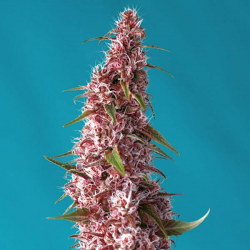 Red Pure Auto CBD 3 semillas Sweet seeds SWEET SEEDS  SWEET SEEDS