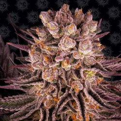 Mimosa x Orange Punch Barney´s Farm Seeds BARNEY´S FARM SEEDS  BARNEY´S FARM