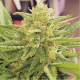 Godzilla Glue D.R. Underground DR.UNDERGROUND  D.R. UNDERGROUND FEMINIZED SEEDS