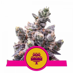 Wedding Gelato Royal Queen Seeds ROYAL QUEEN SEEDS ROYAL QUEEN SEEDS