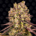 Runtz Muffin Barney´s Farm Seeds