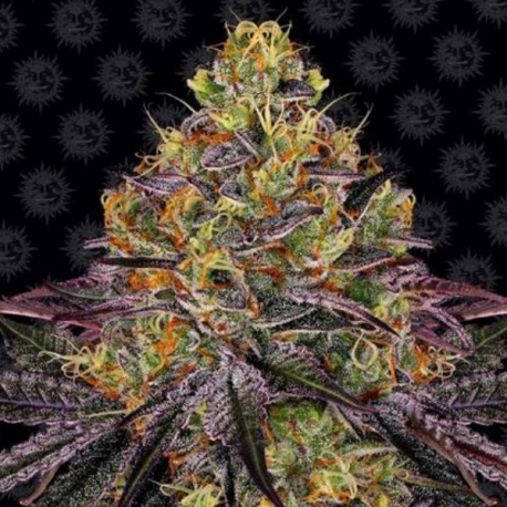 Watermelon Zkittlez semilla Barney's Farm Seeds BARNEY´S FARM SEEDS  BARNEY´S FARM