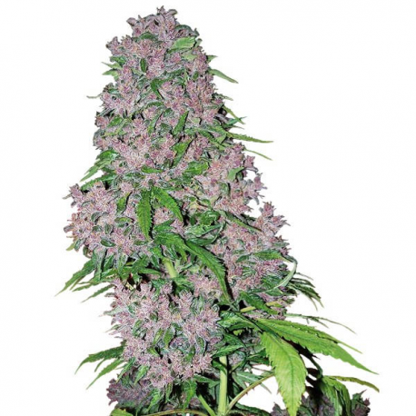 Purple Bud semillas White Label White Label WHITE LABEL