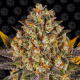 Banana Punch semilla Barney´s Farm BARNEY´S FARM SEEDS  BARNEY´S FARM