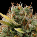 Critical semilla Buddha Seeds