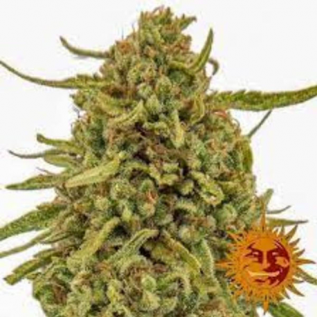 White Widow semilla Barney's Farm Seeds BARNEY´S FARM SEEDS  BARNEY´S FARM