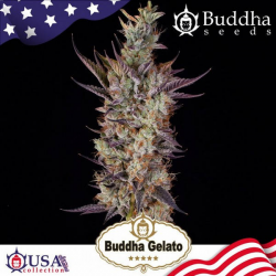 Gelato semilla Buddha Seeds BUDDHA SEEDS BUDDHA SEEDS