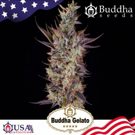 Gelato semilla Buddha Seeds BUDDHA SEEDS BUDDHA SEEDS