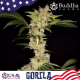 Gorila Auto semilla Buddha Seeds BUDDHA SEEDS BUDDHA SEEDS