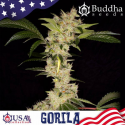 Gorila Auto semilla Buddha Seeds