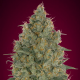 Strawberry Gum 1 semilla Advanced Seeds ADVANCED SEEDS ADVANCED SEEDS