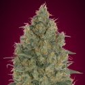 Strawberry Gum 1 semilla Advanced Seeds