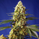 Strawberry Banana Gelato XL Auto semillas Sweet Seeds SWEET SEEDS  SWEET SEEDS