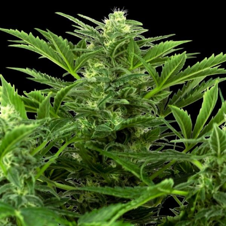 Mandarin Punch Auto 1 semillas Sensi Seeds SENSI SEEDS SENSI SEEDS