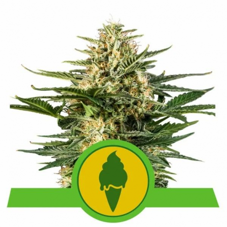 Green Gelato Auto semilla Royal Queen Seeds ROYAL QUEEN SEEDS ROYAL QUEEN SEEDS