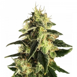 Auto Gorilla semillas Gea Seeds  GEA SEEDS