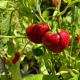 Semillas Pimiento red cherry small ( Rocalba ) Semillas Agricolas Semillas agricolas