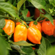 Semillas Pimiento Habanero Orange ( Rocalba ) Semillas Agricolas Semillas agricolas